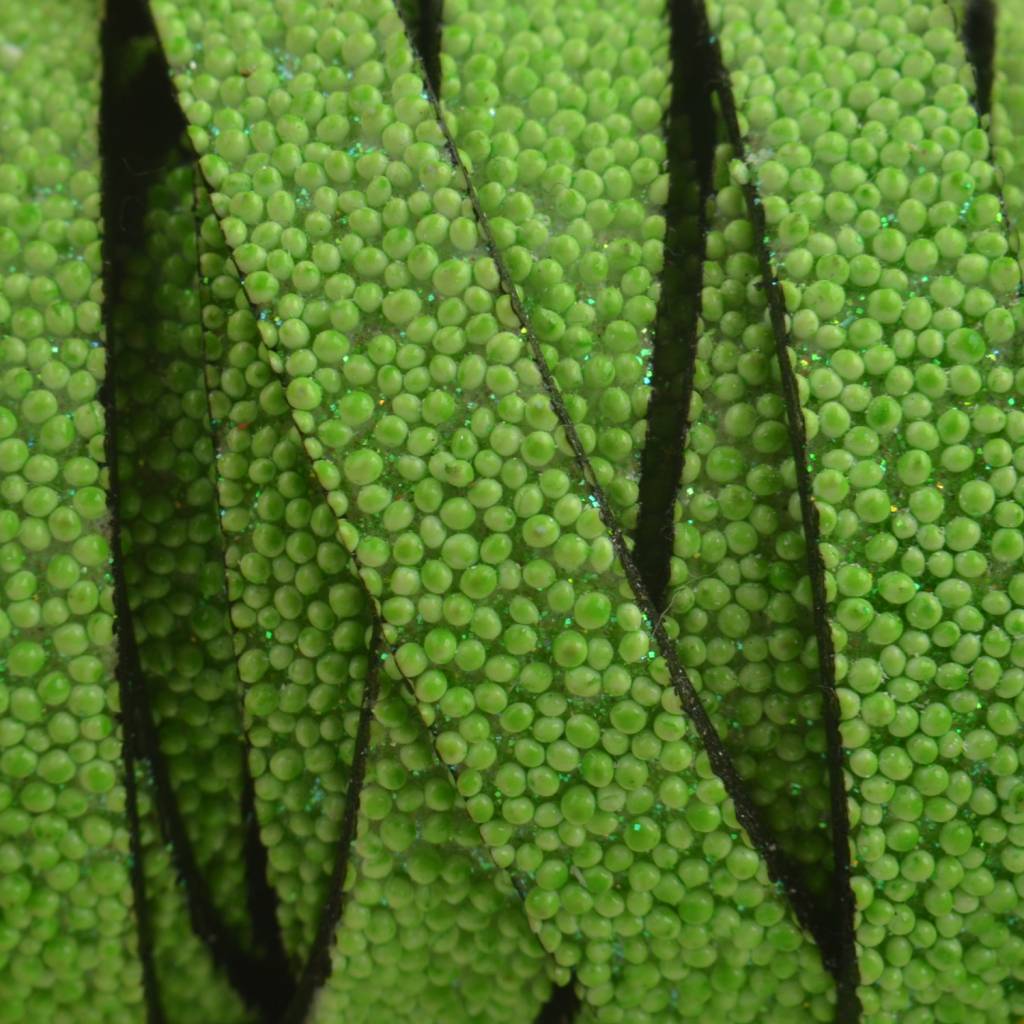 Plat synthetisch Kaviaar leer groen 10x2mm - prijs per cm-Kraaltjes van Renate