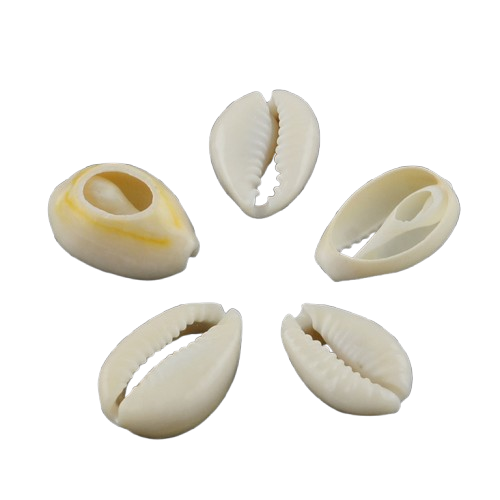 Schelp Kauri Off White ±15x10mm - 10 stuks-Kralen-Kraaltjes van Renate